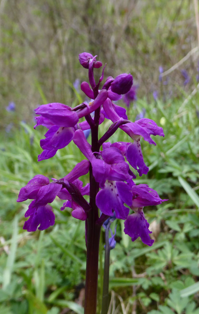 Early Purple Orchid - EPO