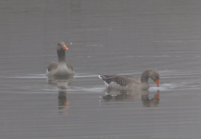 Greylags on the lake