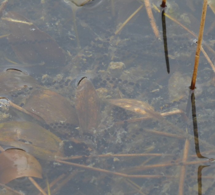 Common Toad spawn