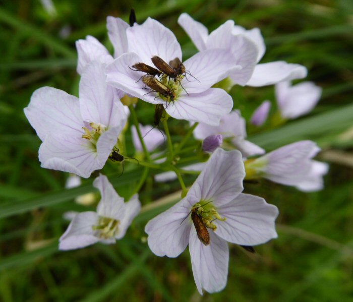 Insects on Cuckoo Flower