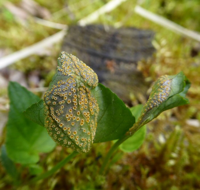 Gall or rust on Common Dog Violet Leaves