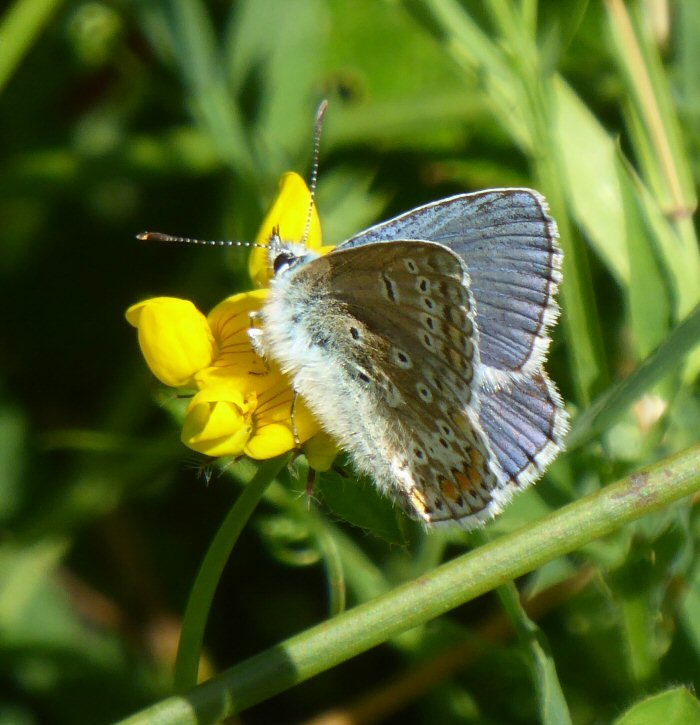 Common Blue Butterfly with furry abdomen