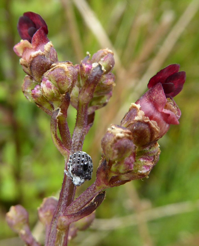 Figwort Weevil
