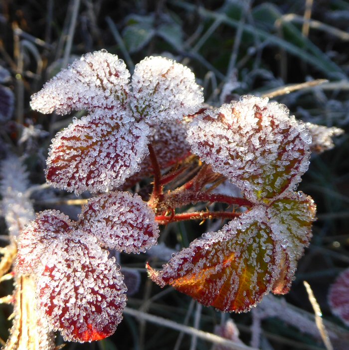 Frost coated Bramble leaves