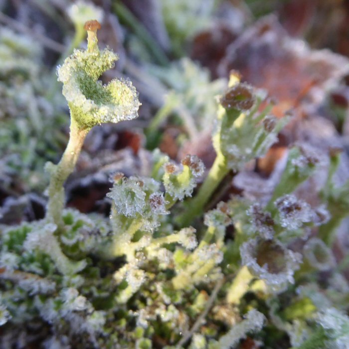 Frost coated lichens