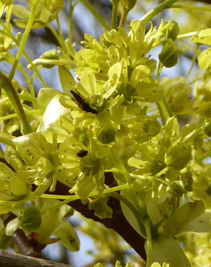 Norway Maple flower with insects