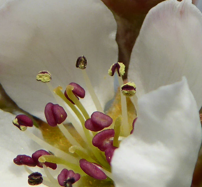 Pollen on the anthers