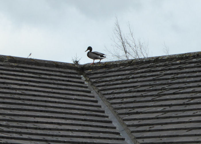 Mallard on roof of Field Centre