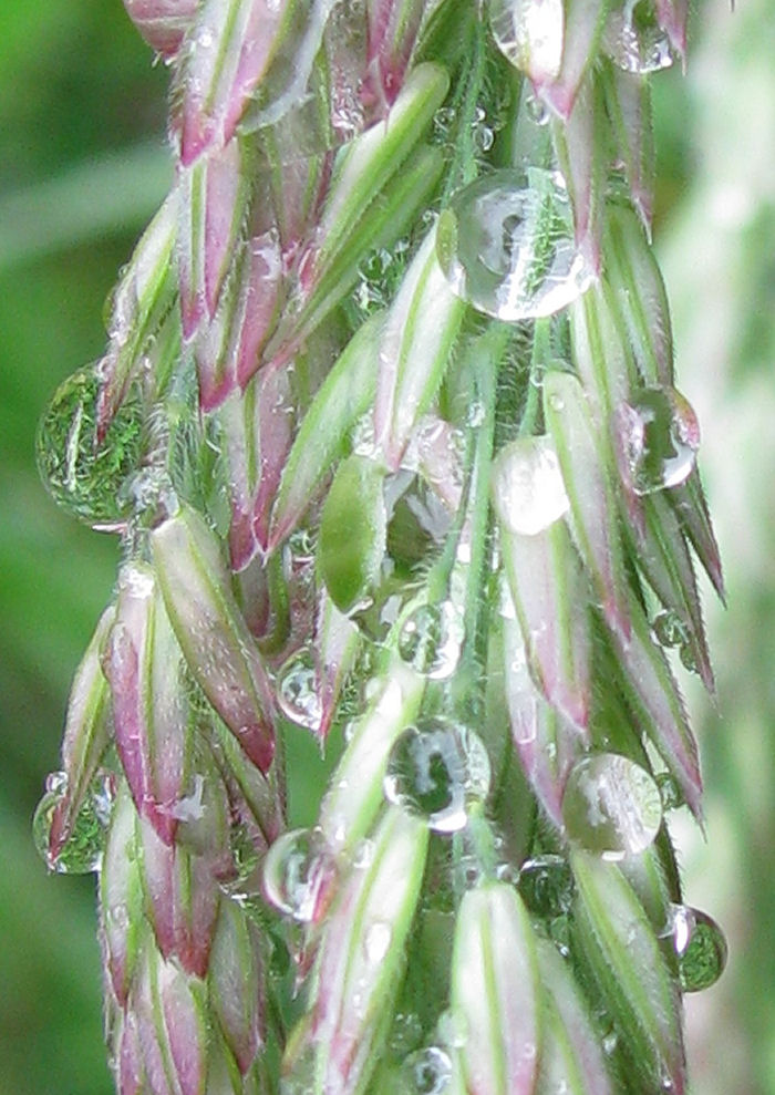 Water droplets on Yorkshire Fog