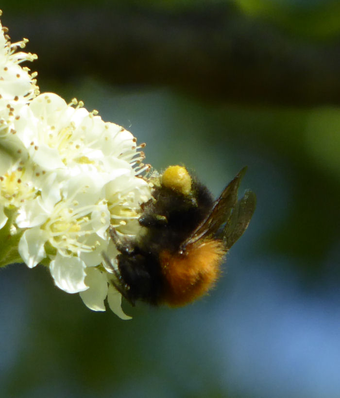 Bee on Rowan with pollen sac