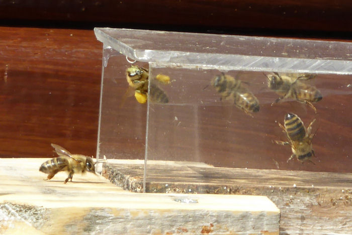 Hive bees