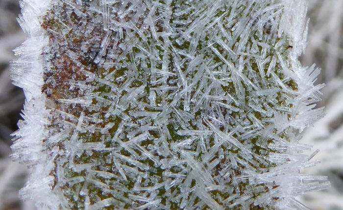 Ice patterns on a leaf