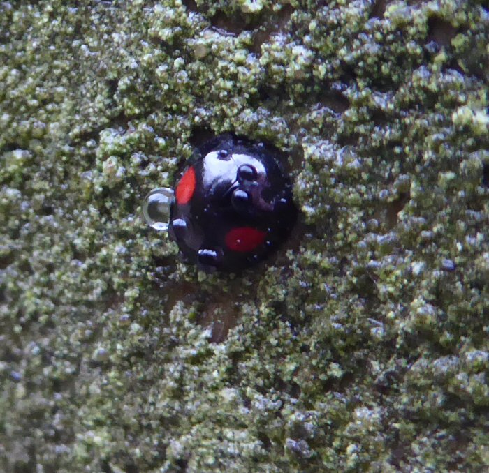 Water droplet covered Kidney Spot Ladybird