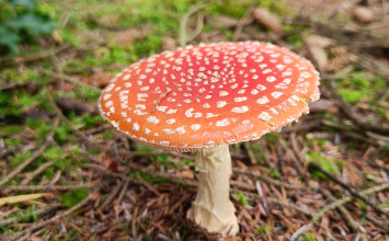 Distinctive Fungi at Foxglove Covert: Fly Agaric