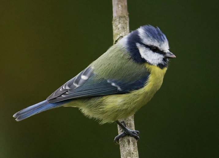 A blue tit on a branch