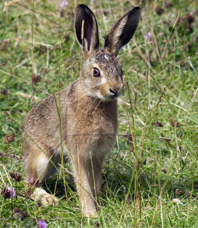 A leveret