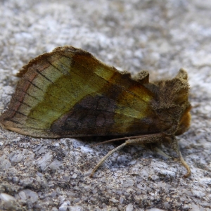 Burnished Brass lives up to its name